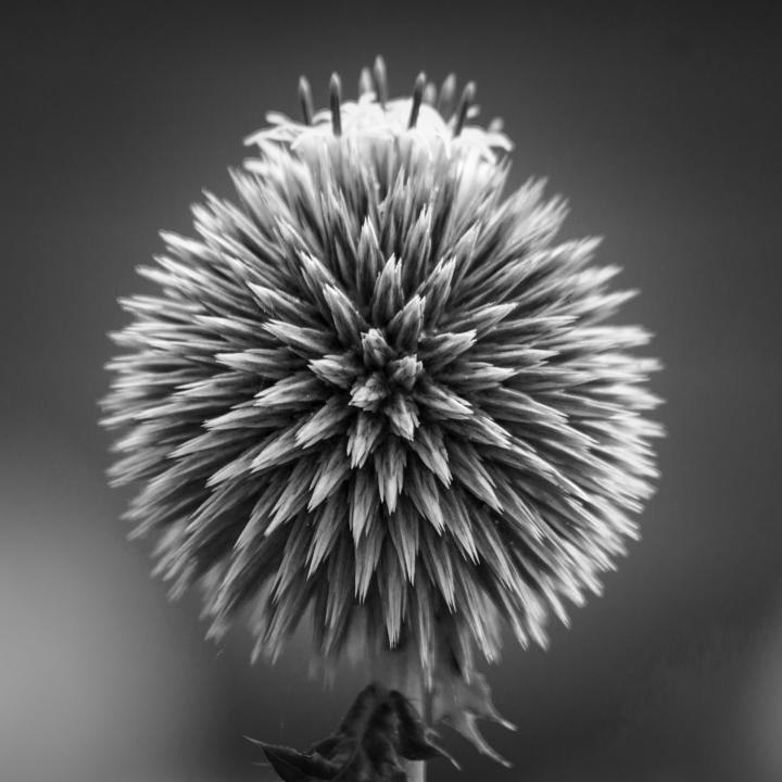 ball of needles ... | Shutterbug